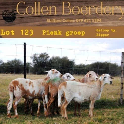 4X MEATMASTER OOI/EWE COLLEN MEATMASTER