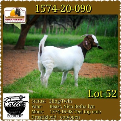 LOT 52 1X OOI/EWE BOERBOK COLLEN BOERDERY - POTENSIELE STOET/ POTENTAIL STUD