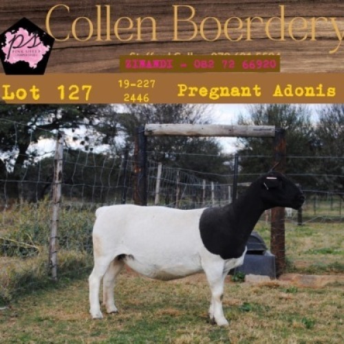 1X DORPER OOI/EWE PIENK SHEEP DORPER STOET