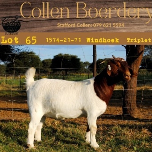 1X BOERBOK OOI/EWE COLLEN BOERBOK