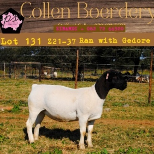 1X DORPER OOI/EWE PIENK SHEEP DORPER STOET