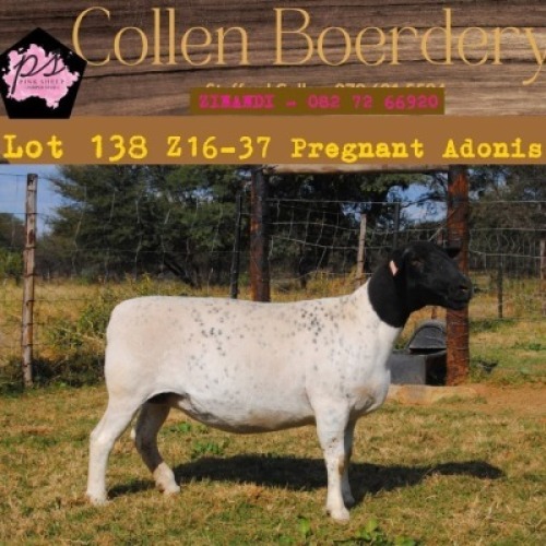 1X DORPER OOI/EWE PIENK SHEEP DORPER STOET