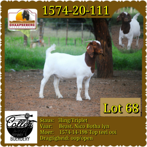 LOT 68 1X OOI/EWE BOERBOK COLLEN BOERDERY - POTENSIELE STOET/ POTENTIAL STUD