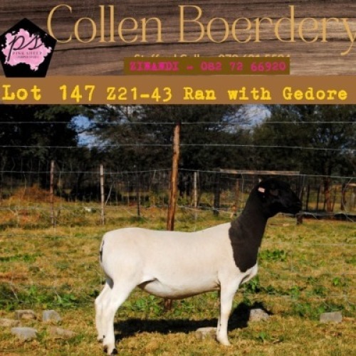 1X DORPER OOI/EWE PIENK SHEEP DORPER STOET