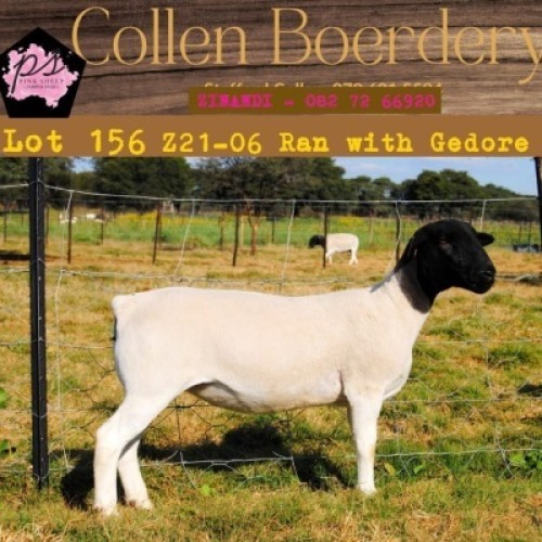 1X DORPER OOI/EWE PIENK SHEEP DORPER STOET