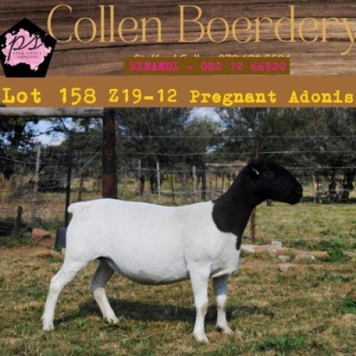 1X DORPER OOI/EWE PIENK SHEEP DORPER STOET