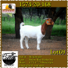 LOT 69 1X OOI/EWE BOERBOK COLLEN BOERDERY - POTENSIELE STOET/ POTENTIAL STUD