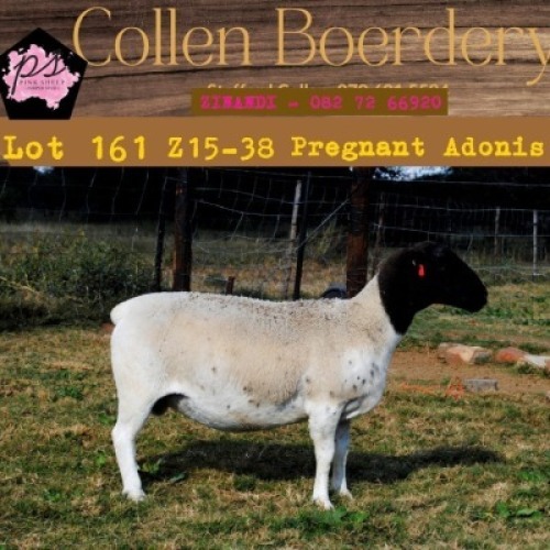1X DORPER OOI/EWE PIENK SHEEP DORPER STOET