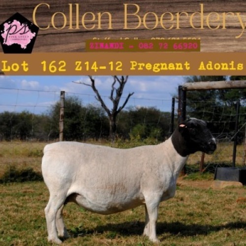 1X DORPER OOI/EWE PIENK SHEEP DORPER STOET