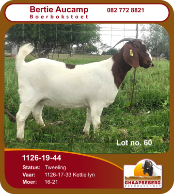 LOT 60 1X OOI/EWE BOERBOK BERTIE AUCAMP BOERBOKSTOET - KUDDE/FLOCK