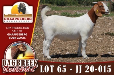 LOT 65 1X OOI/EWE BOERBOK DAGBREEKSTOET - POTENSIELE STOET/ POTENTIAL STUD