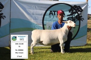 1 x WHITE DORPER OOI/EWE T5