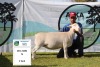 1 x WHITE DORPER OOI/EWE T5