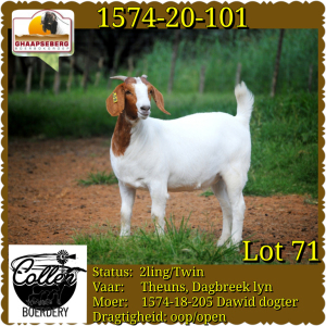 LOT 71 1X OOI/EWE BOERBOK COLLEN BOERDERY - POTENSIELE STOET/ POTENTIAL STUD