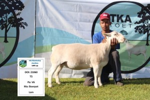 1 x WHITE DORPER OOI/EWE T5 PREGNANT