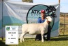 1 x WHITE DORPER OOI/EWE T5 PREGNANT