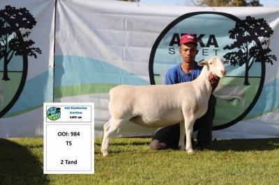 1 x WHITE DORPER OOI/EWE T5 PREGNANT