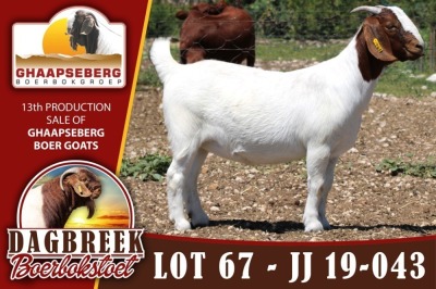 LOT 67 1X OOI/EWE BOERBOK DAGBREEKSTOET - KUDDE/FLOCK