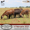 LOT 73 4X MEATMASTER OOI/EWE DIDYMUS MEATMASTERS(PER STUK OM LOT TE NEEM/PER PIECE TO TAKE THE LOT) - 4