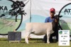 1 x DORPER OOI/EWE T5 PREGNANT