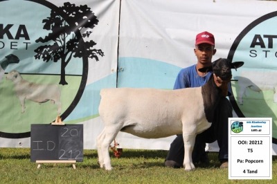 1 x DORPER OOI/EWE T5 PREGNANT