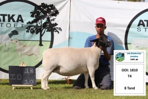 1 x DORPER OOI/EWE T4 PREGNANT