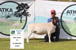 1 x DORPER OOI/EWE T4 PREGNANT