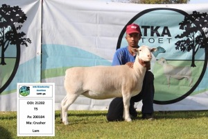 1 x WHITE DORPER OOI/EWE T5 PREGNANT