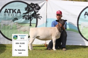 1 x DORPER OOI/EWE T5 PREGNANT