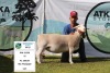 1 x WHITE DORPER OOI/EWE T3 PREGNANT