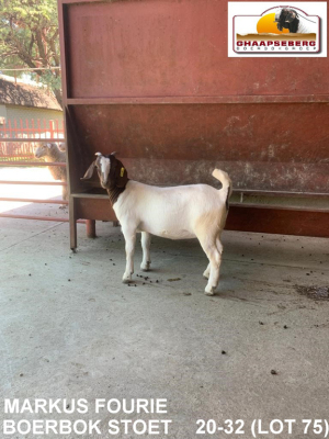 LOT 75 1X OOI/EWE BOERBOK MARKUS FOURIE BOERBOKSTOET - POTENSIELE STOET/ POTENTAIL STUD