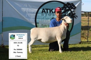 1 x WHITE DORPER OOI/EWE T5