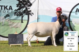 1 x DORPER OOI/EWE T4 PREGNANT