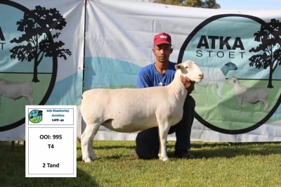 1 x WHITE DORPER OOI/EWE T4 PREGNANT