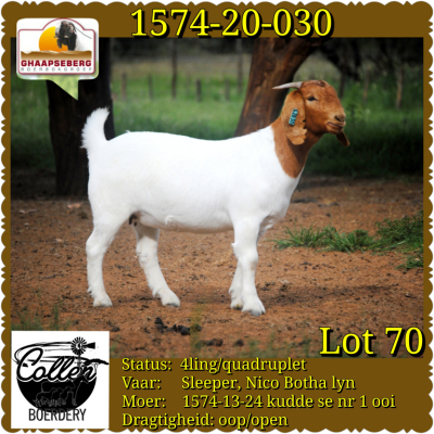 LOT 70 1X OOI/EWE BOERBOK COLLEN BOERDERY - POTENSIELE STOET/ POTENTIAL STUD