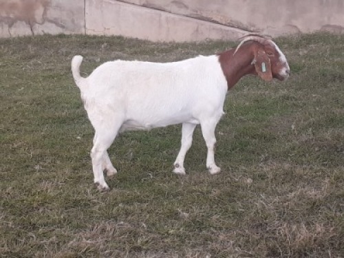 1X BOERBOK OOI/EWE VICTOR BOERBOK