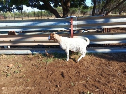 1X BOERBOK OOI/EWE LUKAAN TRAIDING