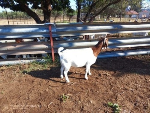 1X BOERBOK OOI/EWE LUKAAN TRAIDING