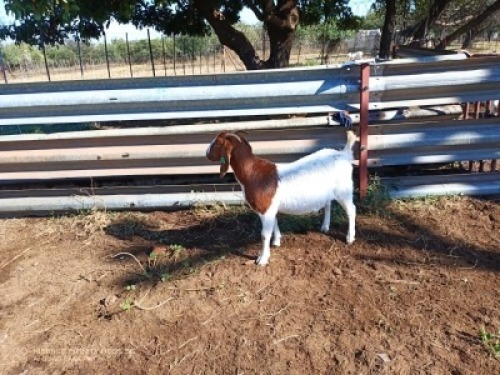 1X BOERBOK OOI/EWE LUKAAN TRAIDING