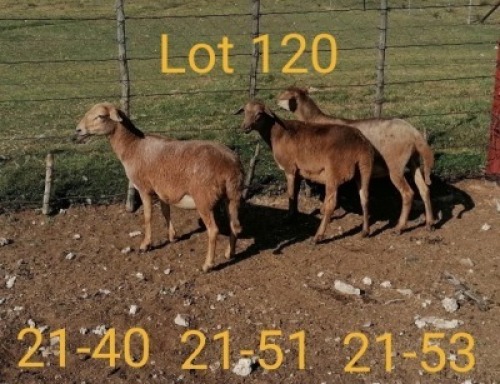 3X MEATMASTER OOI/EWE AUCAMP BOERBOKSTOET