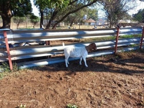 1X BOERBOK OOI/EWE LUKAAN TRAIDING