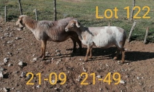 2X MEATMASTER OOI/EWE AUCAMP BOERBOKSTOET