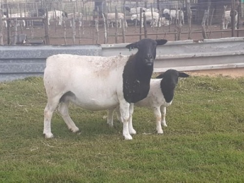 1X DORPER OOI/EWE WIENAN DORPERS