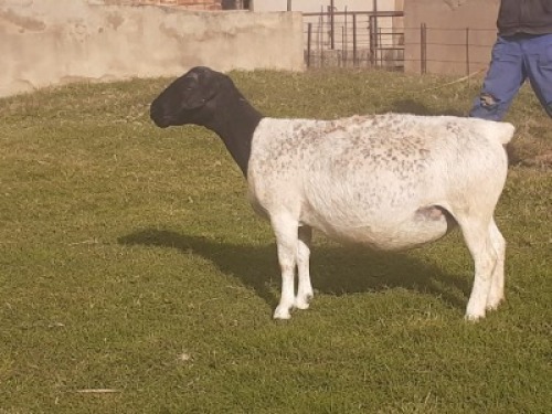 1X DORPER OOI/EWE WIENAN DORPERS
