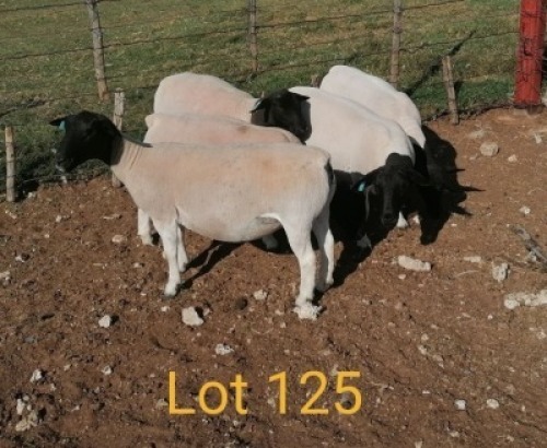 4X DORPER OOI/EWE AUCAMP BOERBOKSTOET