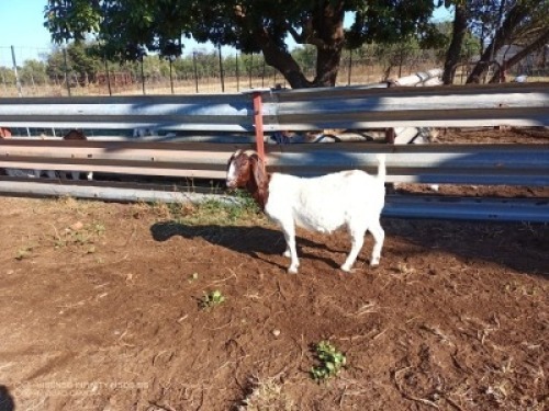 1X BOERBOK OOI/EWE LUKAAN TRAIDING