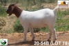 LOT 78 1X KOMMERSIELE OOI/COMMERCIAL EWE BOERBOK TSEPAMO & CO LTD