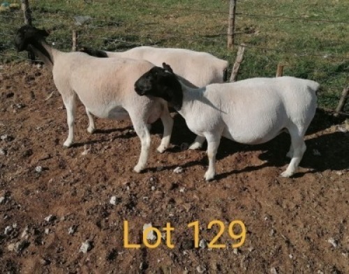3X DORPER OOI/EWE AUCAMP BOERBOKSTOET