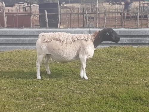 1X DORPER OOI/EWE WIENAN DORPERS