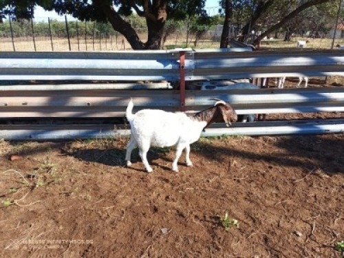 1X BOERBOK OOI/EWE LUKAAN TRAIDING